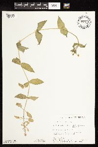 Myosoton aquaticum image