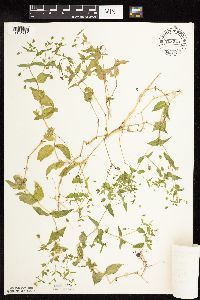 Myosoton aquaticum image