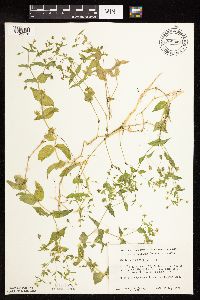 Myosoton aquaticum image