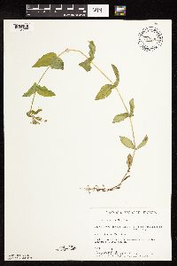 Myosoton aquaticum image