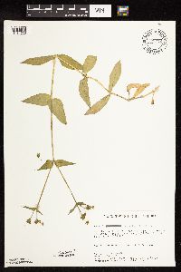 Myosoton aquaticum image