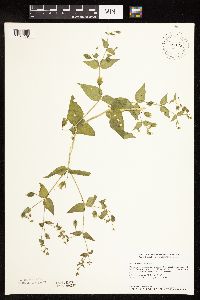 Myosoton aquaticum image