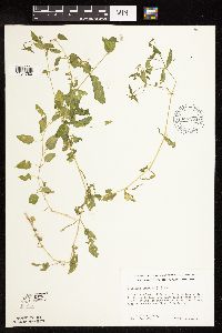 Myosoton aquaticum image