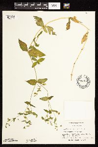 Myosoton aquaticum image