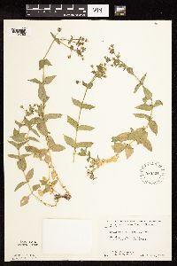 Myosoton aquaticum image