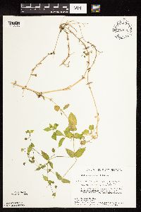 Myosoton aquaticum image