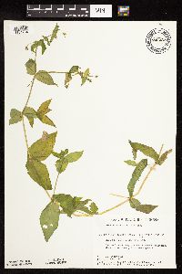 Myosoton aquaticum image