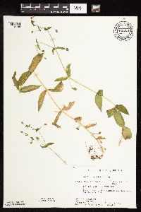 Myosoton aquaticum image