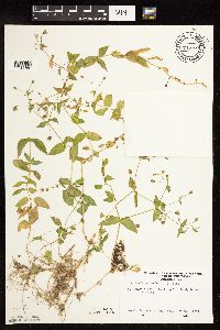 Myosoton aquaticum image