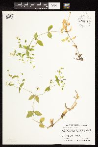 Myosoton aquaticum image