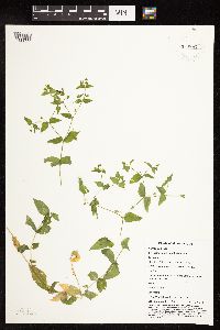 Myosoton aquaticum image