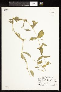 Myosoton aquaticum image