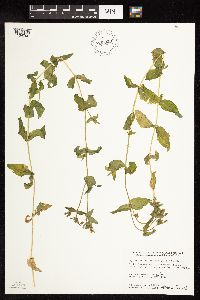 Myosoton aquaticum image