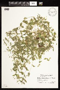 Myosoton aquaticum image