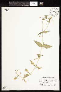 Myosoton aquaticum image