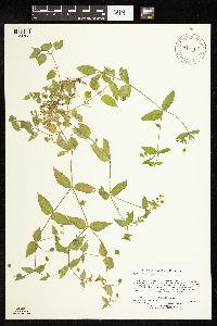 Myosoton aquaticum image