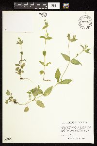 Myosoton aquaticum image