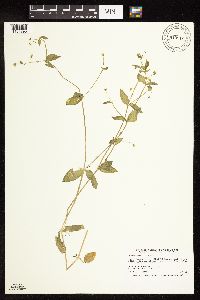 Myosoton aquaticum image