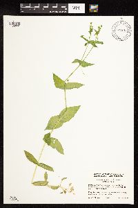 Myosoton aquaticum image