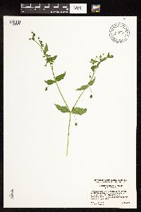 Myosoton aquaticum image