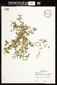 Myosoton aquaticum image