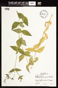 Myosoton aquaticum image