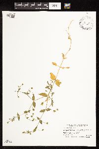 Myosoton aquaticum image