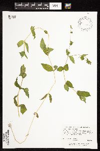 Myosoton aquaticum image