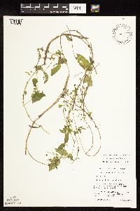 Myosoton aquaticum image