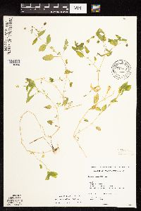 Myosoton aquaticum image