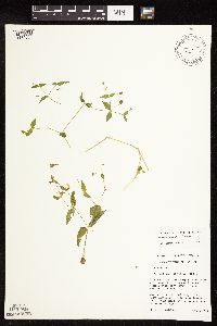 Myosoton aquaticum image