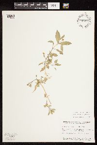 Myosoton aquaticum image