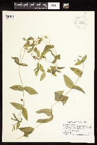 Myosoton aquaticum image