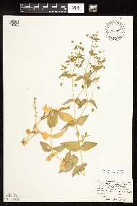 Myosoton aquaticum image