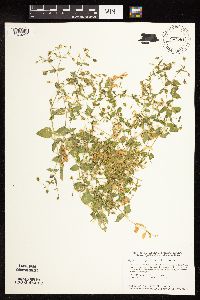 Myosoton aquaticum image