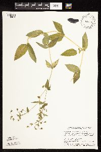 Myosoton aquaticum image