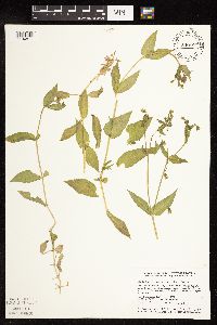 Myosoton aquaticum image