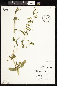 Myosoton aquaticum image