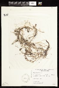 Myriophyllum alterniflorum image