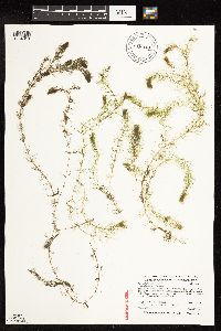 Myriophyllum alterniflorum image