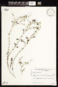 Myriophyllum alterniflorum image