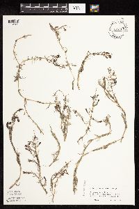 Myriophyllum alterniflorum image