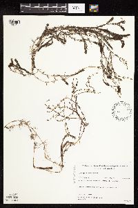 Myriophyllum alterniflorum image