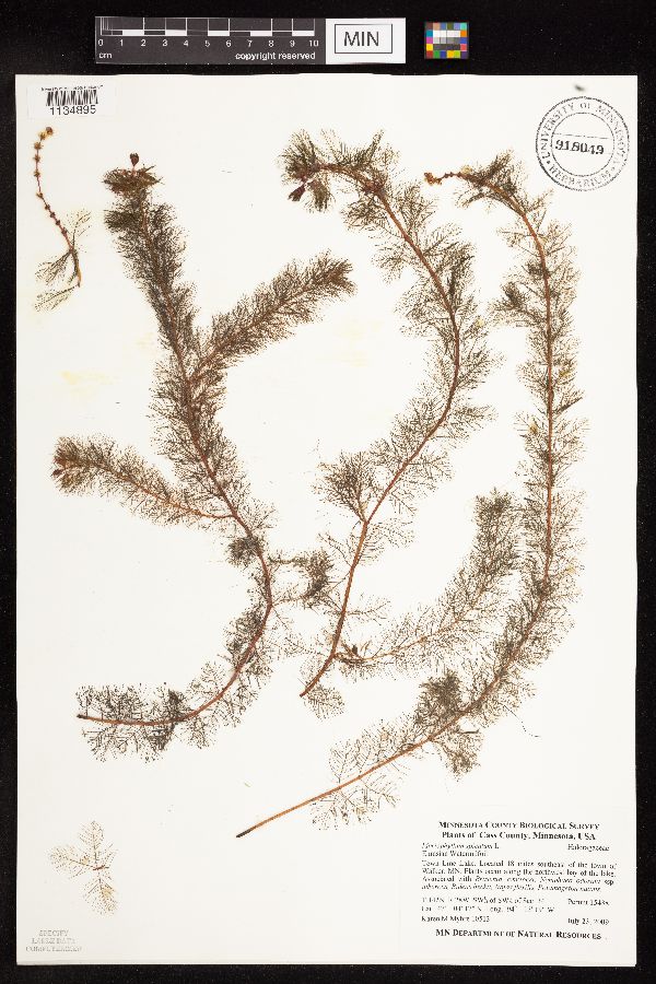Myriophyllum tenellum image
