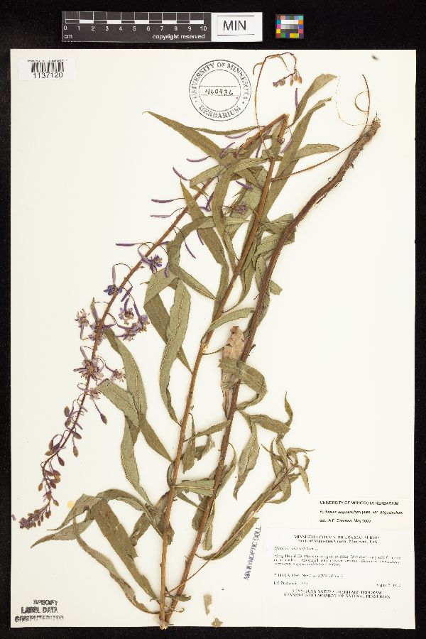 Chamaenerion angustifolium subsp. angustifolium image
