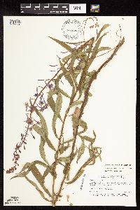 Media resource of Epilobium angustifolium