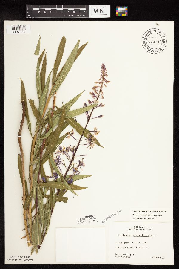 Chamaenerion angustifolium subsp. circumvagum image