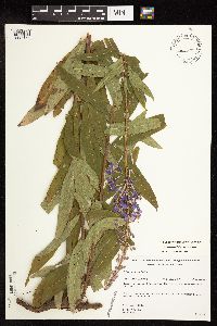 Chamaenerion angustifolium subsp. circumvagum image