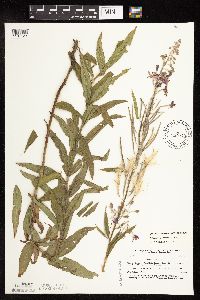 Chamaenerion angustifolium subsp. circumvagum image