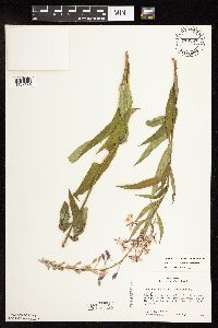 Chamaenerion angustifolium subsp. circumvagum image